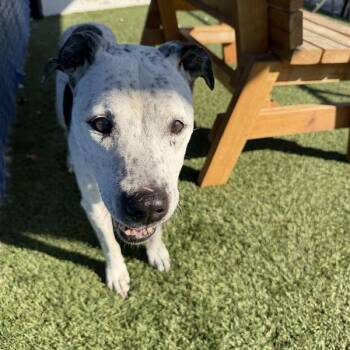 Polka Dot -  Pit Bull Terrier and Cattle Dog Dog for Adoption in Long Beach, California - Polka Dot | PetCurious