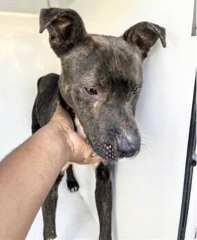 Pit Bull Terrier Dogs Available for Adoption - A650741 | PetCurious