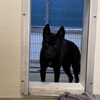 Mixed Breed Dogs Available for Adoption - Axis | PetCurious