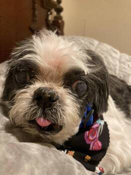 Rescue Shih Tzu Dogs for Adoption in Vallonia, Indiana - Boober | PetCurious