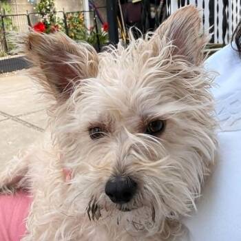 West Highland White Terrier Westie and Maltese Dogs Available for Adoption in San Francisco, California - Marshal | PetCurious