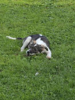 Willow -  Collie Dog for Adoption in Marine City, Michigan - Willow | PetCurious