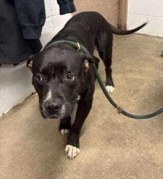 Cypress -  Mixed Breed Dog for Adoption in Fort Worth, Texas - Cypress | PetCurious