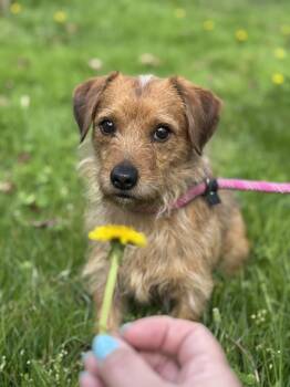 Terrier Dogs Available for Adoption - Coach | PetCurious