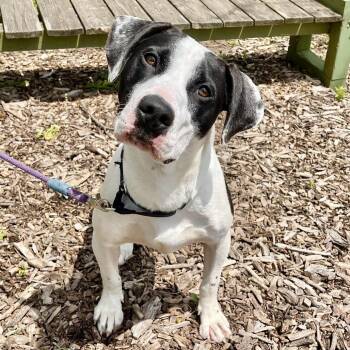 Mixed Breed Dogs Available for Adoption in Riverwoods, Illinois - Fanta | PetCurious