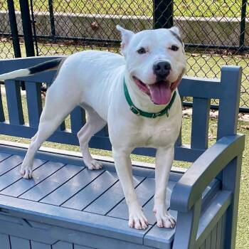 Pit Bull Terrier Dogs Available for Adoption in Greensboro, North Carolina - Lacy | PetCurious