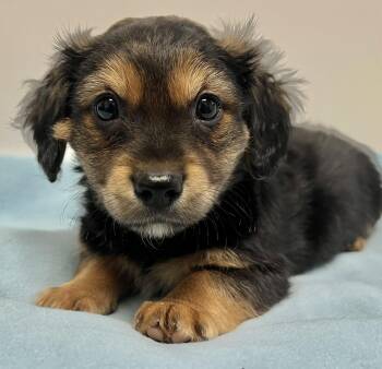 Miniature Dachshund and Pekingese Dogs Available for Adoption in Belmont, New York - ROCCO | PetCurious