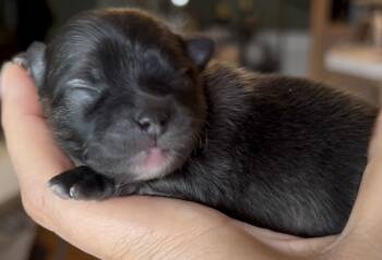 Nick -  Pomeranian Dog Available for Sale in Redding, California - Nick | PetCurious