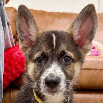 Wyatt Wigglebutt -  German Shepherd Dog and Australian Cattle Dog Blue Heeler Dog for Adoption in Friendswood, Texas - Wyatt Wigglebutt | PetCurious