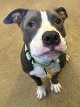 Toddy -  Pit Bull Terrier Dog for Adoption in Cleveland, Ohio - Toddy | PetCurious