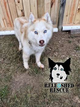 Chloe -  Mixed Breed Dog Available for Adoption in Cumming, Georgia - Chloe | PetCurious
