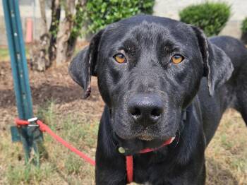 Apollo -  Black Labrador Retriever Dog for Adoption in Orangeburg, South Carolina - Apollo | PetCurious