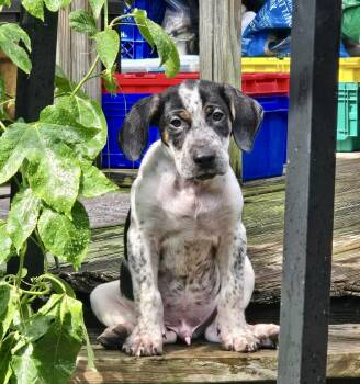 Rhett Barkler -  American Foxhound Dog for Adoption in New Orleans, Louisiana - Rhett Barkler | PetCurious