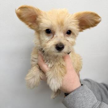 Chappell Roan -  Mixed Breed Dog for Adoption in Las Vegas, Nevada - Chappell Roan | PetCurious