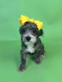Rogue -  Poodle Dog for Adoption in Alvin, Texas - Rogue | PetCurious