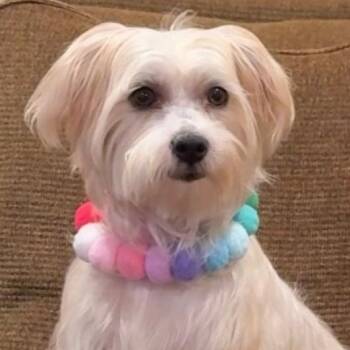 Milo -  Maltese and Poodle Dog for Adoption in Los Angeles, California - Milo | PetCurious