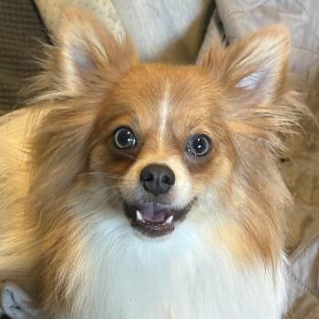 Pomeranian and Chihuahua Dogs Available for Adoption in Normal, Illinois - Lemon | PetCurious