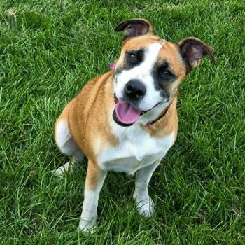 Darcy -  Terrier Dog for Adoption in Minneapolis, Minnesota - Darcy | PetCurious