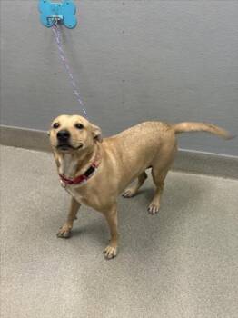NALA -  Pit Bull Terrier and Mixed Breed Dog for Adoption in Las Vegas, Nevada - NALA | PetCurious