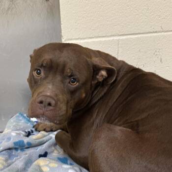 Pit Bull Terrier Dogs Available for Adoption in Palestine, Texas - Ginny | PetCurious