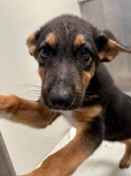 Peanut -  Mixed Breed Dog for Adoption in Wichita, Kansas - Peanut | PetCurious