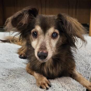 Tum Tum -  Dachshund Dog for Adoption in Normal, Illinois - Tum Tum | PetCurious