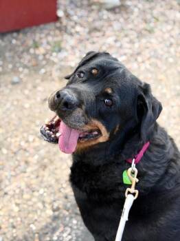Mina -  Rottweiler Dog for Adoption in Fruit Heights, Utah - Mina | PetCurious
