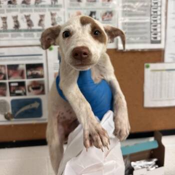 Mixed Breed Dogs Available for Adoption in Edinburg, Texas - Pam | PetCurious