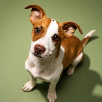 PETE -  Mixed Breed Dog for Adoption in Jacksonville, Florida - PETE | PetCurious