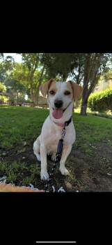 Rescue Corgi and Jack Russell Terrier Dogs for Adoption in West Hollywood, California - MINNIE | PetCurious
