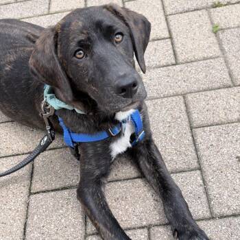 Hound Dogs Available for Adoption in Chicago, Illinois - Clyde | PetCurious