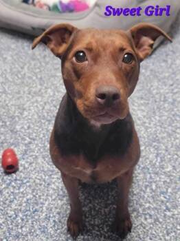 Rescue Hound Dogs for Adoption in Roswell, Georgia - Shandey | PetCurious