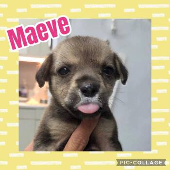 Maeve -  German Shepherd Dog and Labrador Retriever Dog for Adoption in Ringwood, New Jersey - Maeve | PetCurious