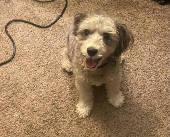 Rescue Schnauzer and Havanese Dogs for Adoption in Byron, Illinois - Doogie | PetCurious