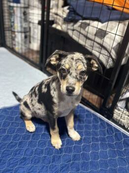 Mixed Breed Dogs Available for Adoption in Kenosha, Wisconsin - Canvas | PetCurious