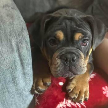 Bourbon -  English Bulldog Dog for Adoption in Hilton, New York - Bourbon | PetCurious