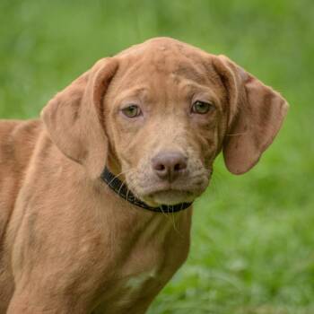 Blair -  Hound Dog for Adoption in Lambertville, New Jersey - Blair | PetCurious