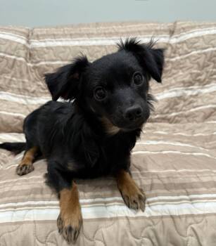 Chihuahua Dogs Available for Adoption in Sault Ste. Marie, Michigan - Marshall | PetCurious