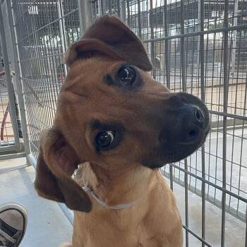 Rescue German Shepherd Dog and Chihuahua Dogs for Adoption in Littlerock, California - Dash | PetCurious