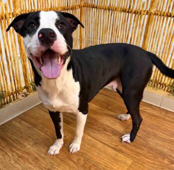 Tickles -  Mixed Breed Dog for Adoption in Ocala, Florida - Tickles | PetCurious