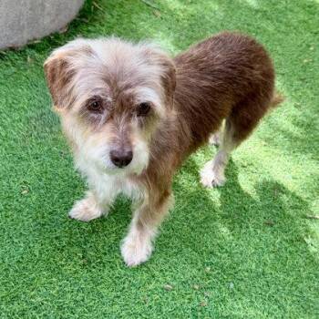 Terrier Dogs Available for Adoption in Oakland, California - Richie | PetCurious