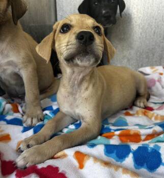 MADISON -  Hound Dog for Adoption in San Antonio, Texas - MADISON | PetCurious