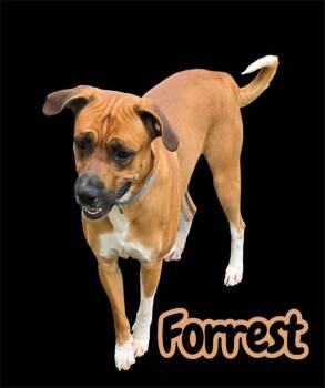 FORREST -  Mixed Breed Dog for Adoption in Moberly, Missouri - FORREST | PetCurious