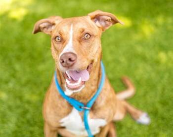Brittany Spaniel and Mixed Breed Dogs Available for Adoption in San Jose, California - ALANI | PetCurious
