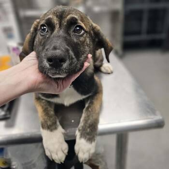 Mixed Breed Dogs Available for Adoption in Martinsville, Virginia - Bagel Bite | PetCurious
