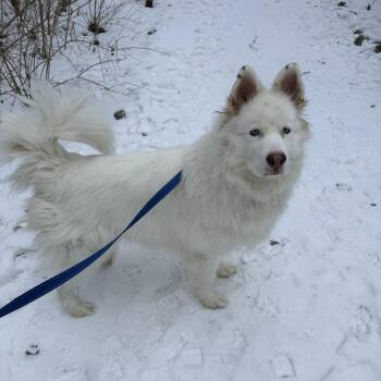 Samoyed and Husky Dogs Available for Adoption in South Elgin, Illinois - Karma | PetCurious