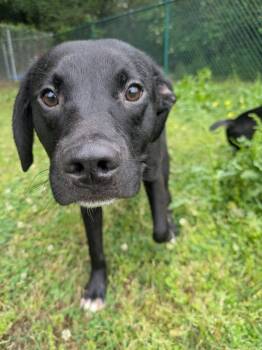 Labrador Retriever Dogs Available for Adoption in Little Rock, Arkansas - Kirby | PetCurious