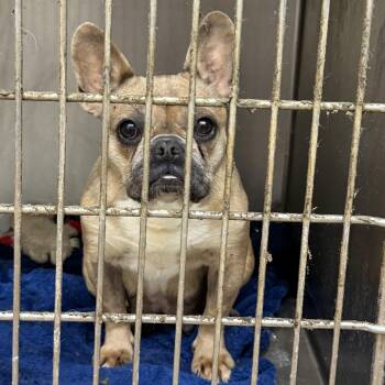 Carly -  French Bulldog Dog for Adoption in Blue Springs, Missouri - Carly | PetCurious