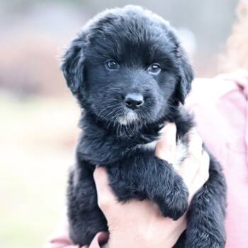 Rescue Mixed Breed Dogs for Adoption in Stormville, New York - CT Pam Avail Nov 29 | PetCurious