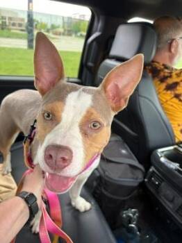 Fiorella -  Mixed Breed Dog for Adoption in Detroit, Michigan - Fiorella | PetCurious